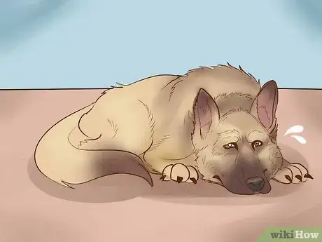 Image titled Find a Good Guard Dog Step 11