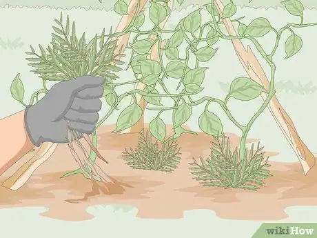 Image titled Kill Thrips Step 7