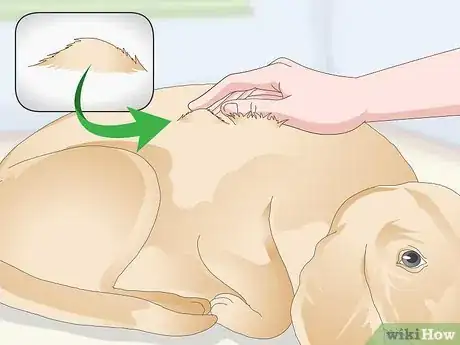 Image titled Treat Canine Tick Problems Step 12