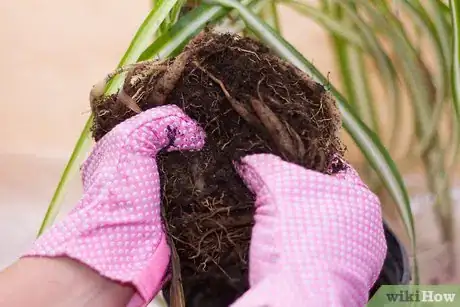 Image titled Divide a Spider Plant Step 6