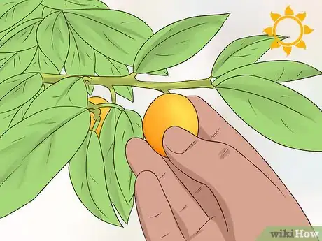 Image titled Grow Kumquat Step 14