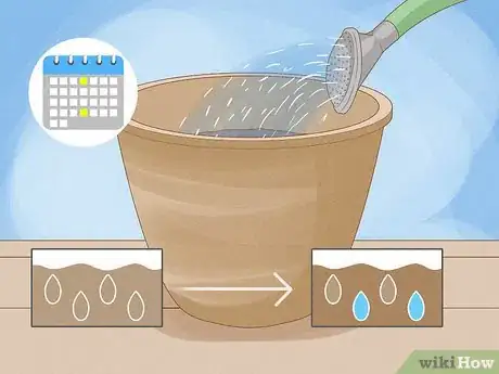 Image titled Force Daffodils Indoors Step 10