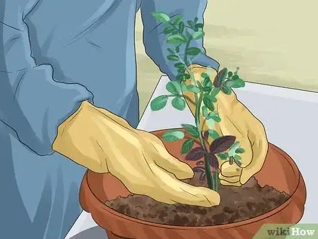 Image titled Grow Roses Organically Step 5