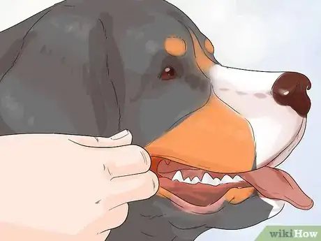 Image titled Groom a Greater Swiss Mountain Dog Step 13