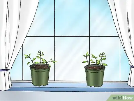 Image titled Grow Bacopa Plants Step 7