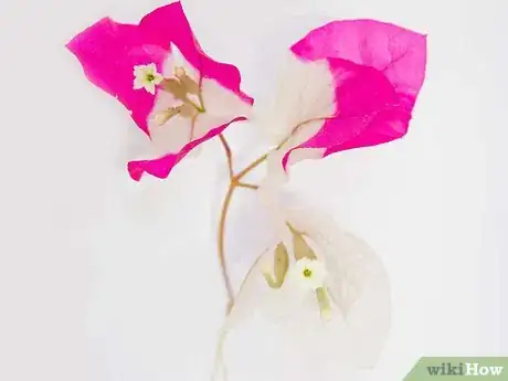 Image titled Make Flower Prints Step 1