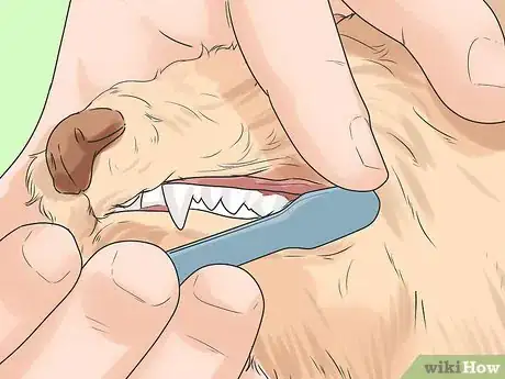 Image titled Groom a Silky Terrier Step 5