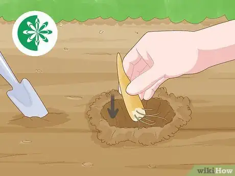 Image titled Plant Gloriosa Bulbs Step 13