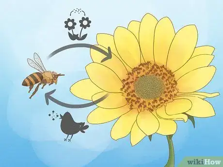 Image titled How Do Insects Help a Plant to Reproduce Step 8