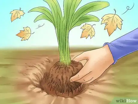 Image titled Transplant Resurrection Lilies Step 4