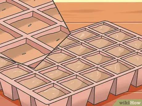 Image titled Grow Asters Step 3