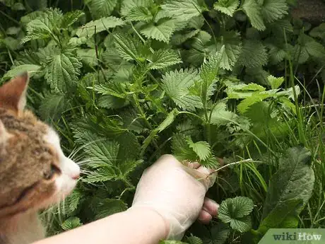 Image titled Eat Stinging Nettles Step 16