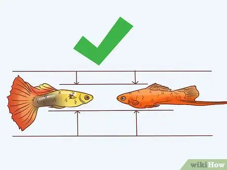 Image titled Find Compatible Tank Mates for Guppies Step 5