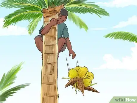 Image titled Harvest a Coconut Step 12