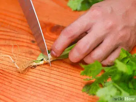 Image titled Store Herbs Step 2