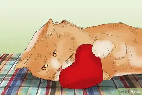 Image titled Take Photos of Adoptable Cats Step 16