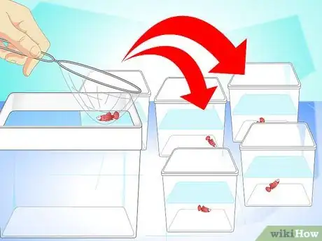 Image titled Breed Wild Bettas Step 14