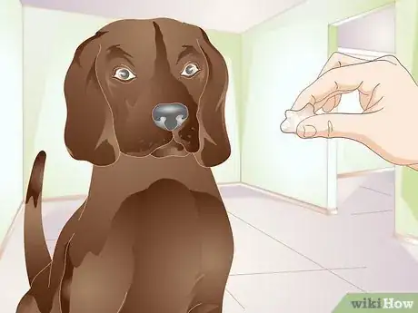 Image titled Train a Dog to Stand Up Step 5