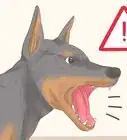 Understand Your Dog's Body Language