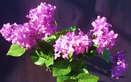 Image titled Lilacs silk outside