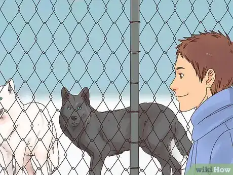 Image titled Become a Wolf Expert Step 11