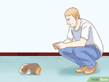 Image titled Get Your Guinea Pig to Popcorn Step 3