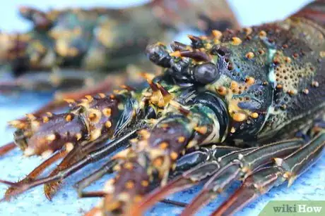 Image titled Cook a Lobster Step 1