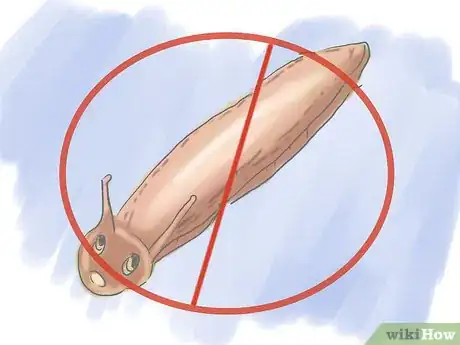 Image titled Plant Pansies in Containers and Pots Step 10