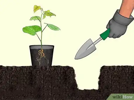 Image titled Plant Redbud Trees Step 4