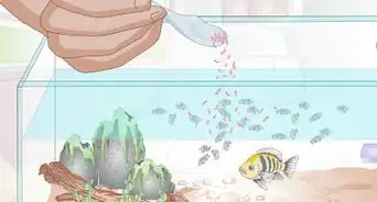 Breed Malawi Cichlids