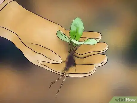 Image titled Plant a Fall Vegetable Garden Step 12