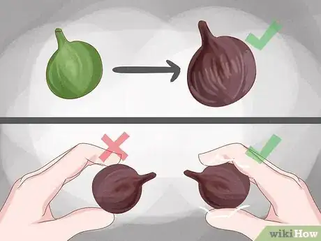 Image titled Grow Figs in Pots Step 15