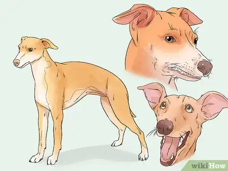 Image titled Adopt a Greyhound Step 1