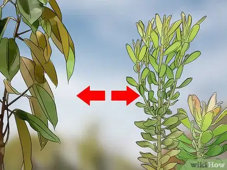 Image titled Grow Protea Step 6