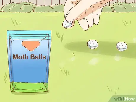 Image titled Trap an Armadillo Step 10