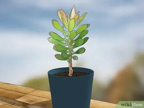 Image titled Grow Protea Step 1