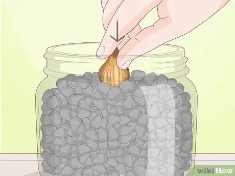 Image titled Force Daffodils Indoors Step 18