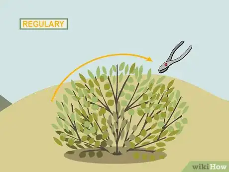 Image titled Prune Shrubs Step 03