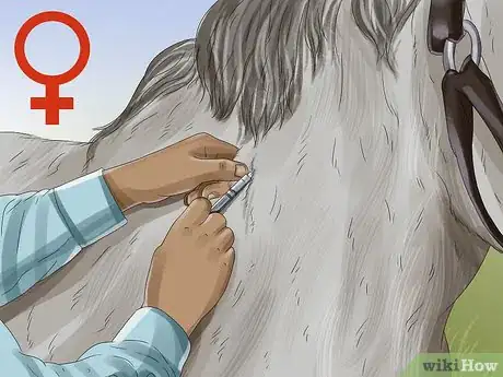 Image titled Prevent Botulism in Horses Step 9