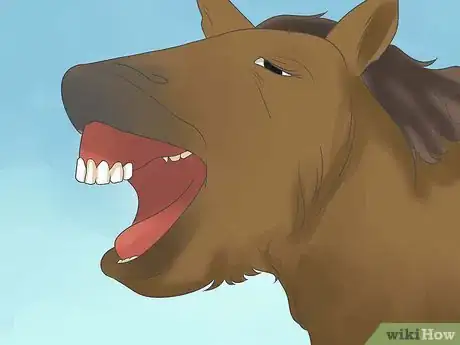 Image titled Take Proper Care of Your Horse's Teeth Step 9