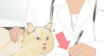 Prevent Feline Dental Disease