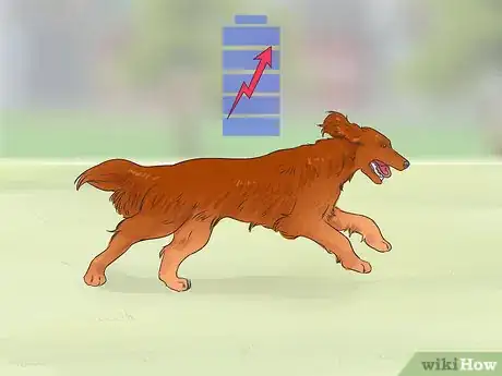 Image titled Identify an Irish Setter Step 7