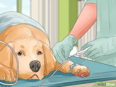 Image titled Care for a Dog with Brain Cancer Step 4