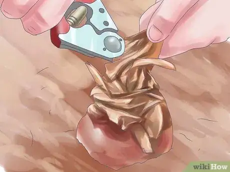 Image titled Care for Amaryllis Flowers Step 18