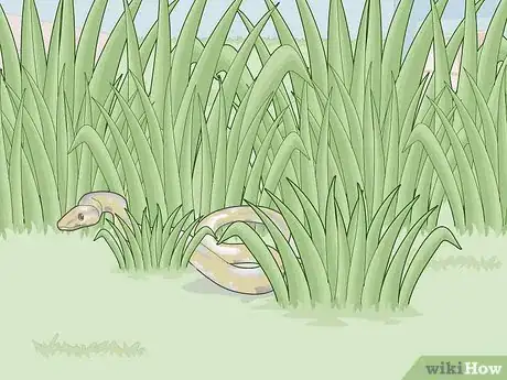 Image titled Care for an Outdoor Guinea Pig Step 4