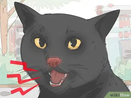 Image titled Identify a Bombay Cat Step 6
