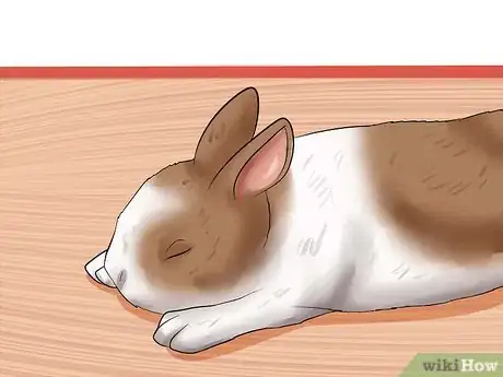 Image titled Diagnose Snuffles (Pasteurella) in Rabbits Step 7