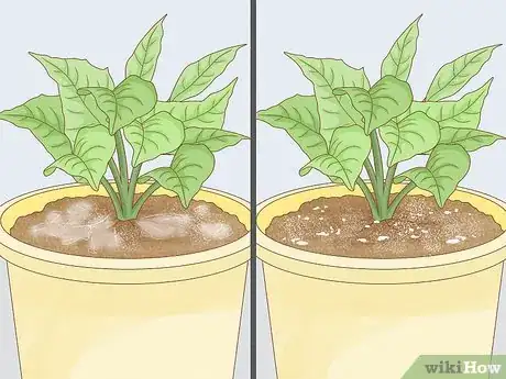 Image titled Get Rid of Mold on Houseplants Step 5