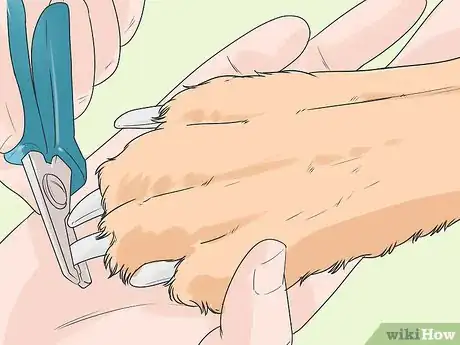 Image titled Help Your Older Dog Navigate Slippery Floors Step 5