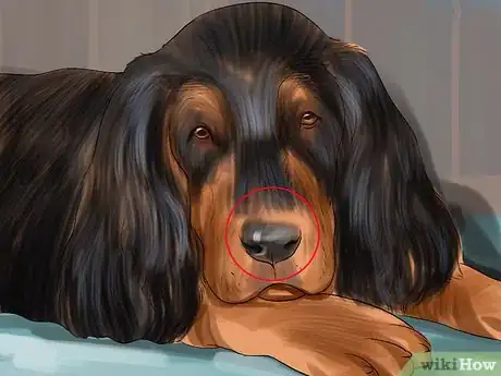 Image titled Identify a Gordon Setter Step 9